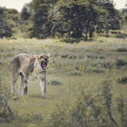 lioness walking on grassland