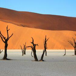 bare trees in desert