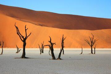 bare trees in desert