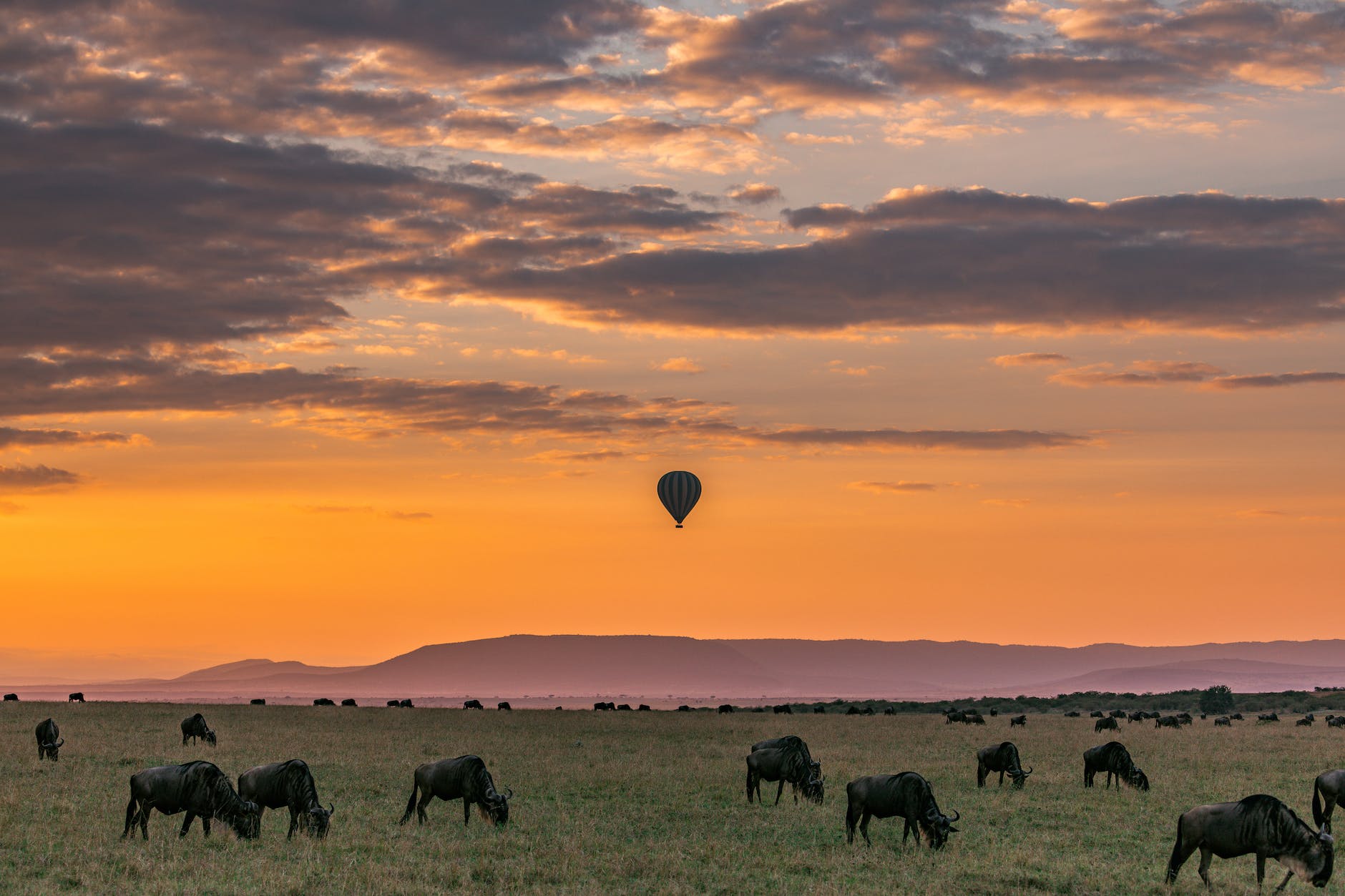 picturesque sunset in national park with grazing wildebeests and air balloon