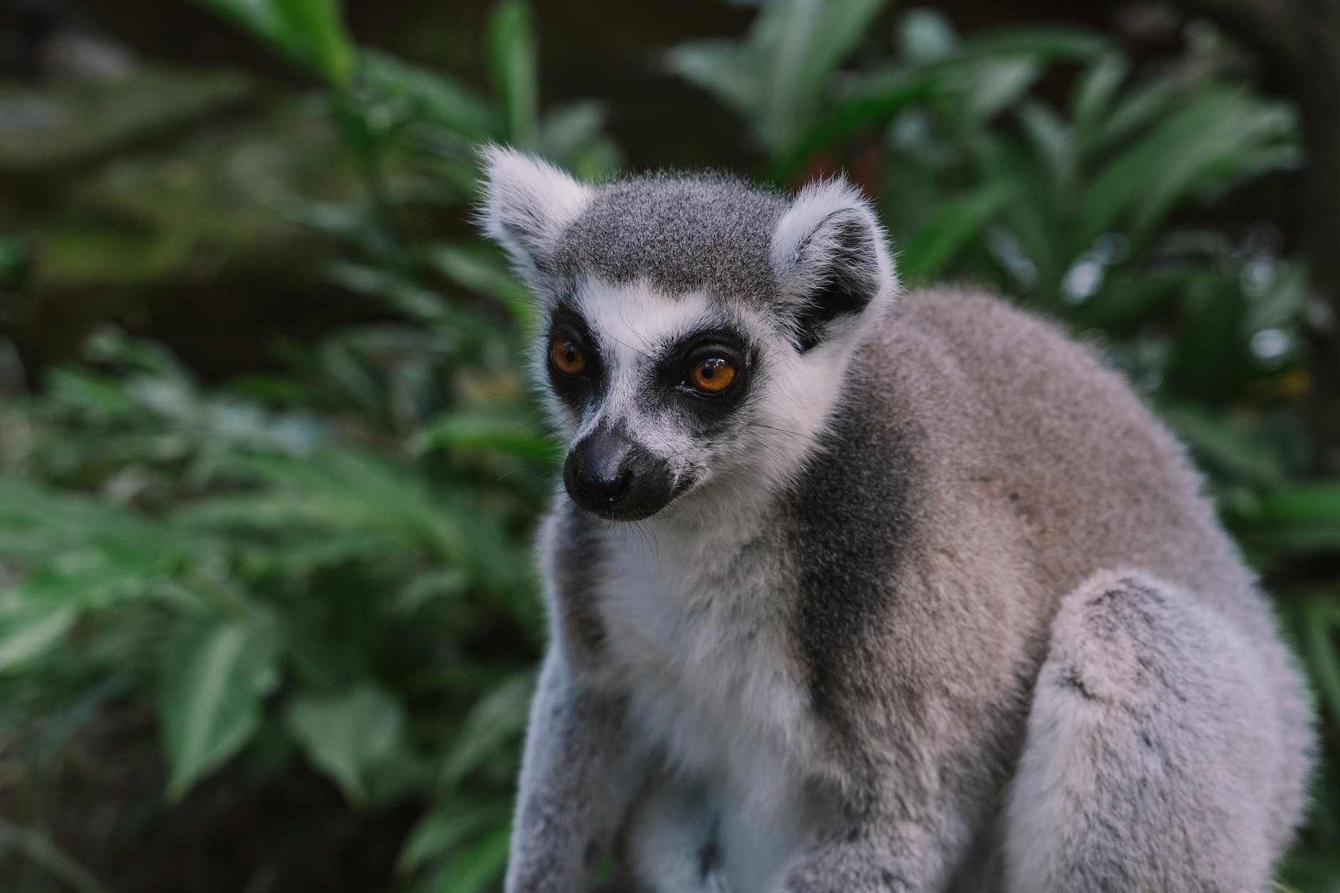 gray and white lemur staring