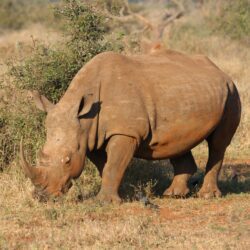 brown rhino in green open field