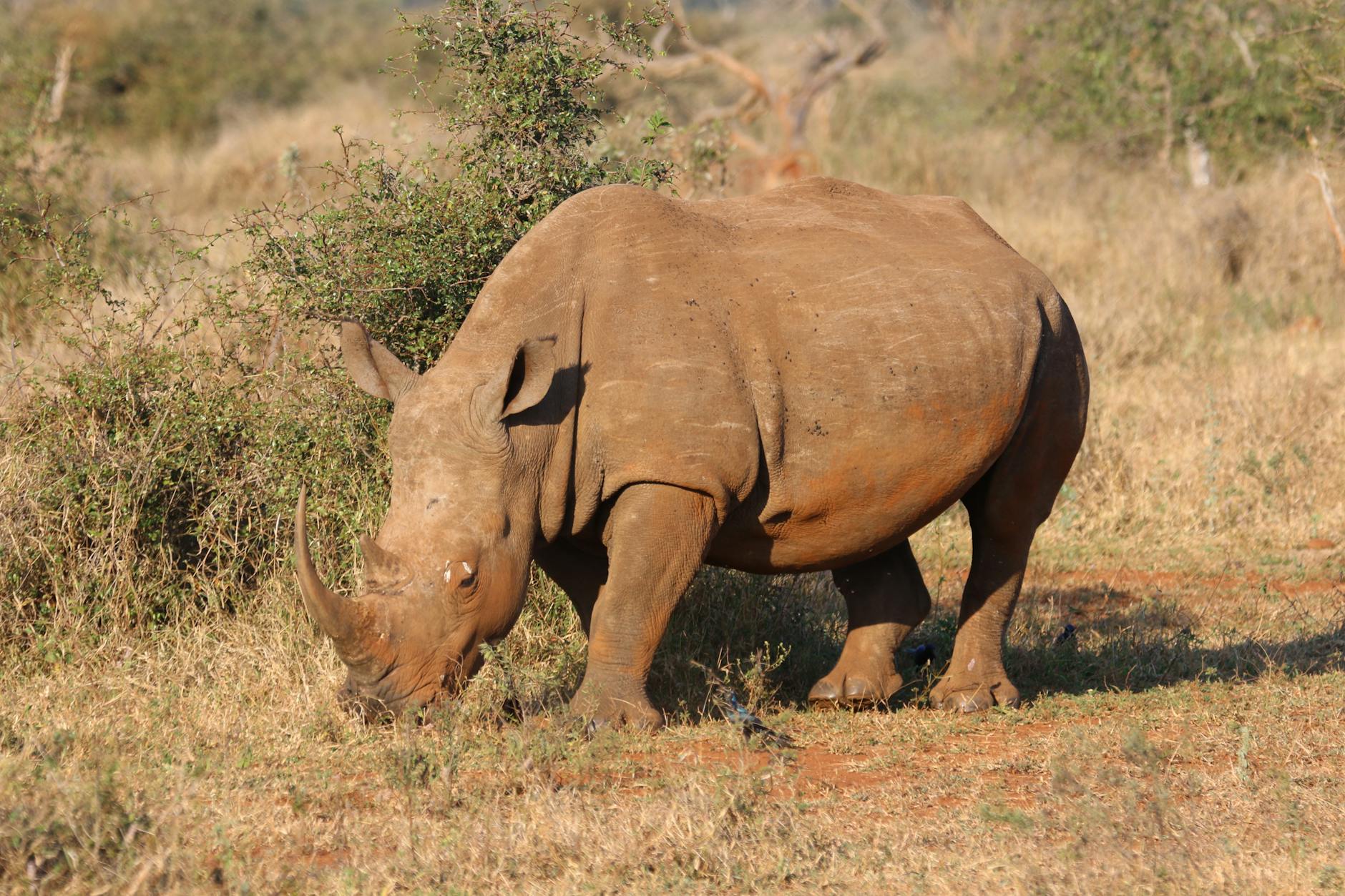brown rhino in green open field