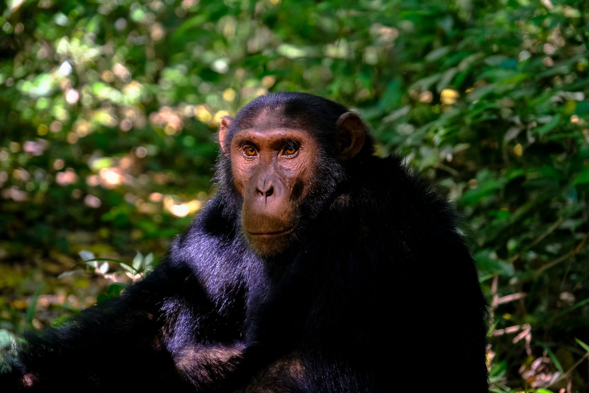 monkey sitting beside plant