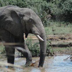 an elephant on the river