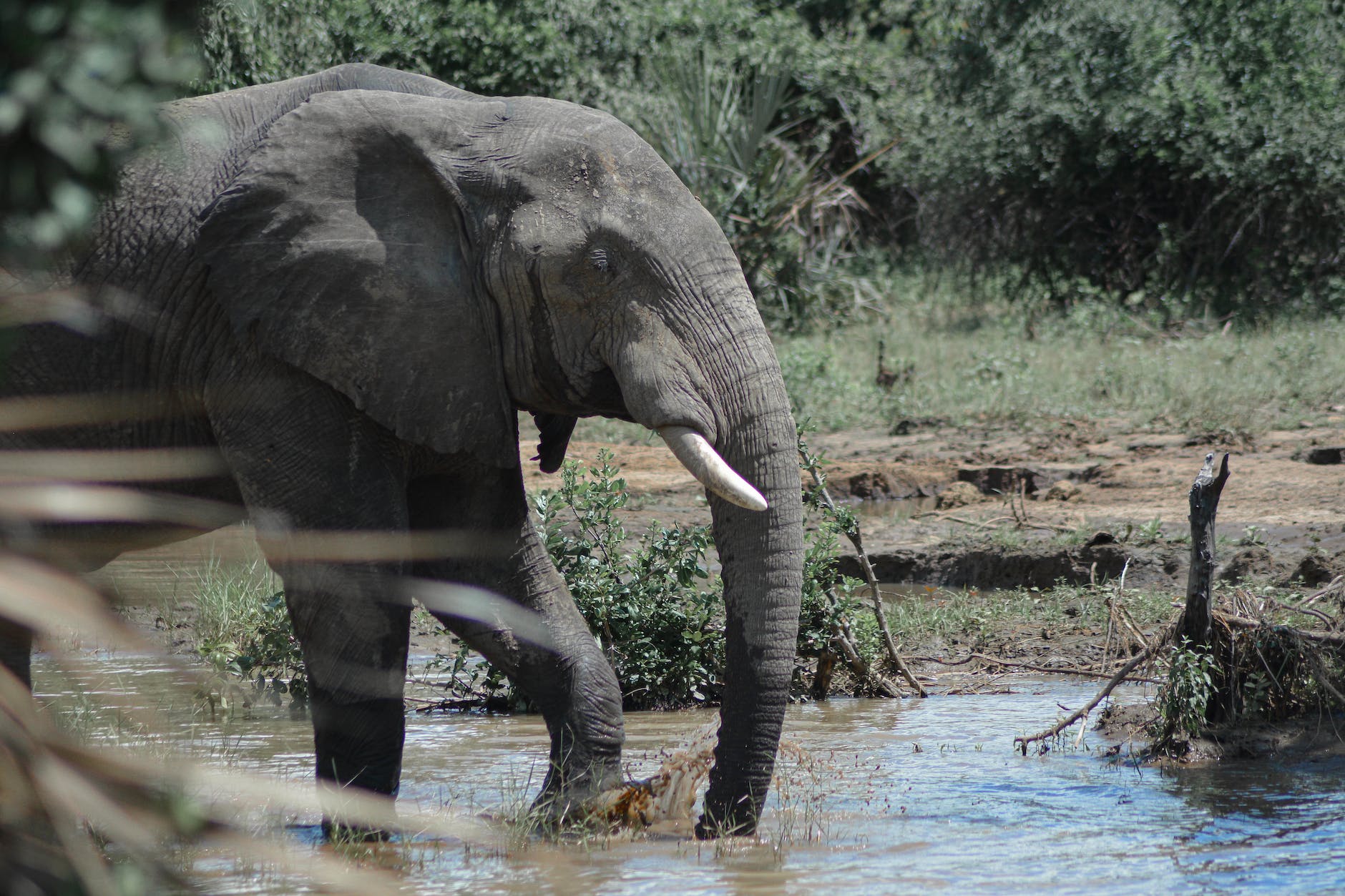 an elephant on the river