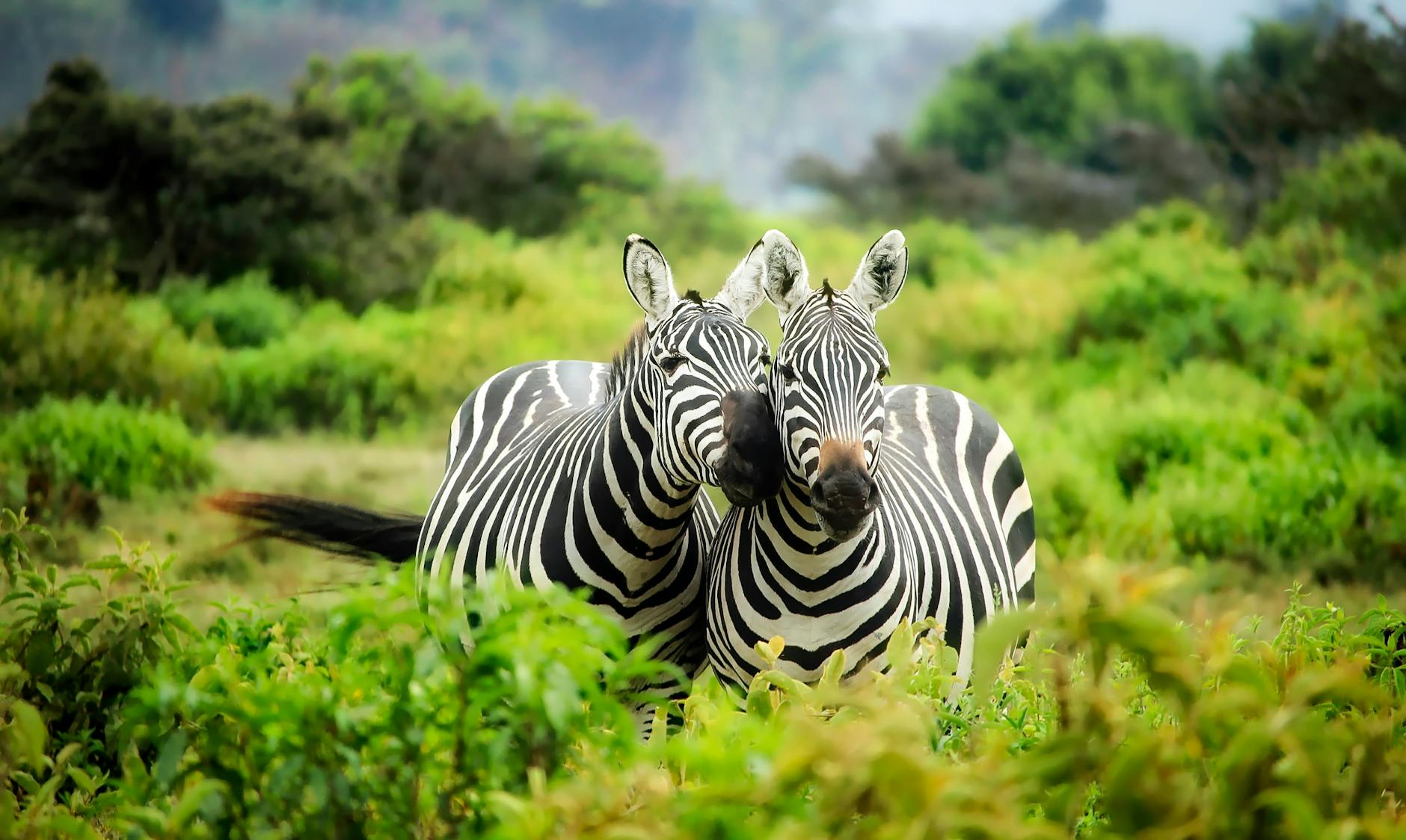 zebras on zebra