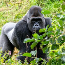 photo of a gorilla walking on grass