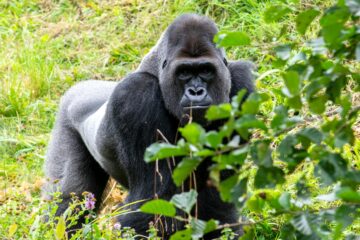 photo of a gorilla walking on grass