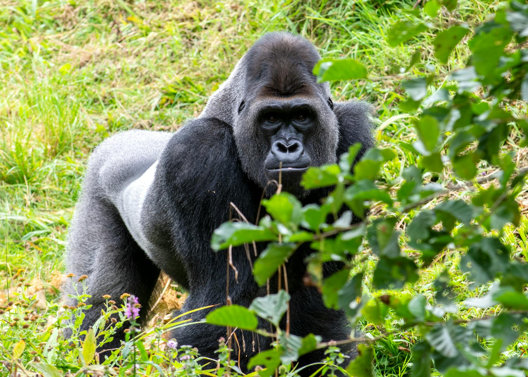 photo of a gorilla walking on grass