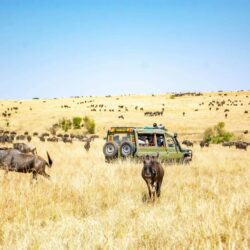 antelopes and jeep in maasai mara game reserve in kenya