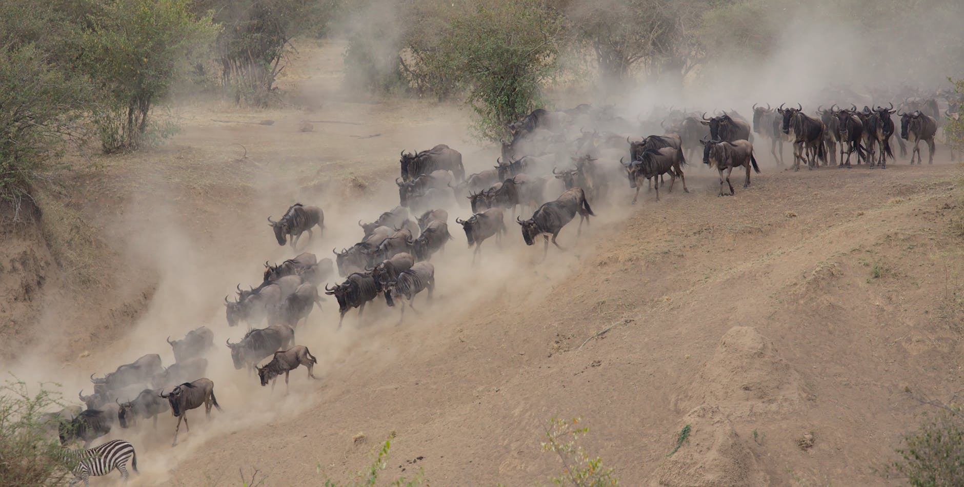 herd of wildebeest running wild