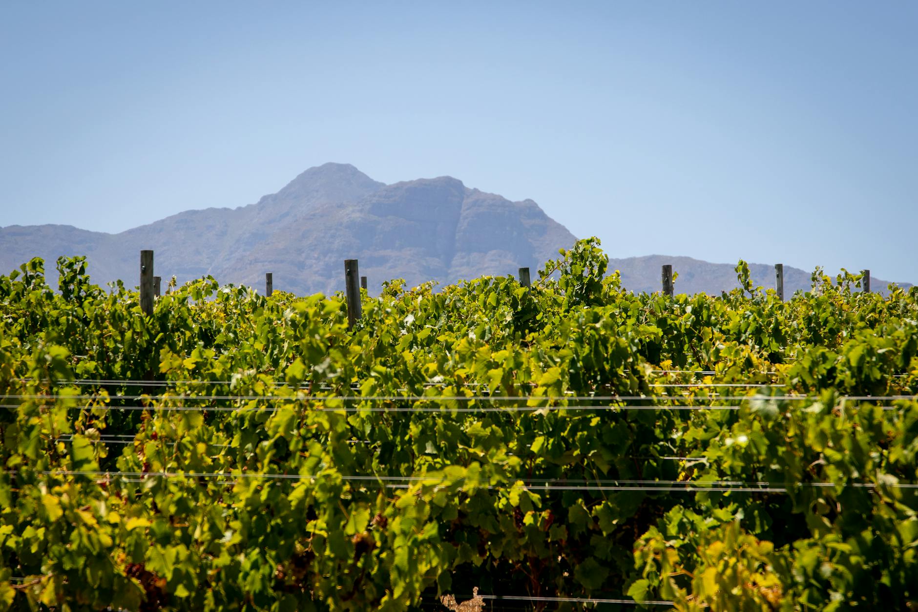 vineyard under the blue sky