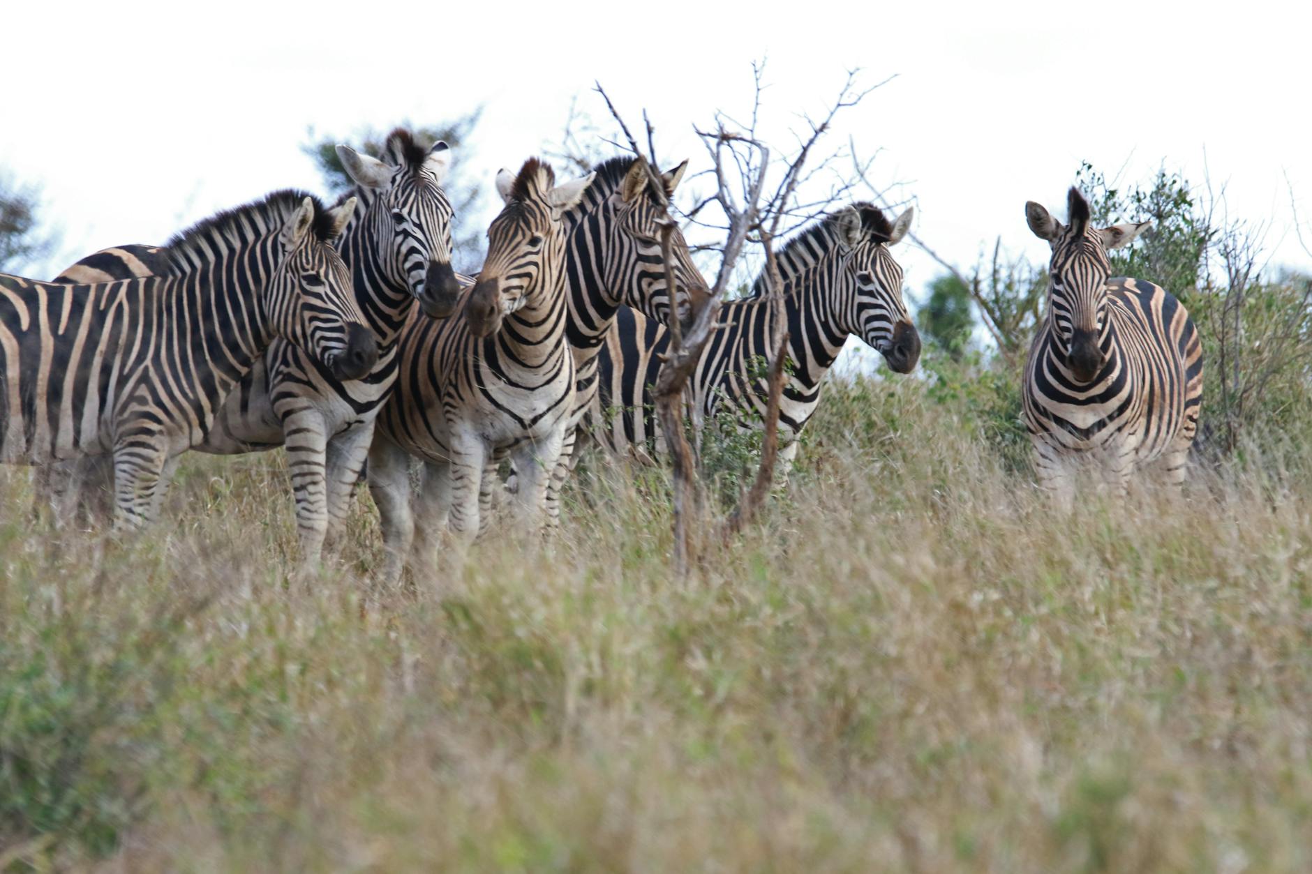 zebra herd tilt shift lens photography